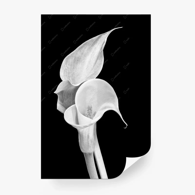 Fototapeta białe kalie w monochromie