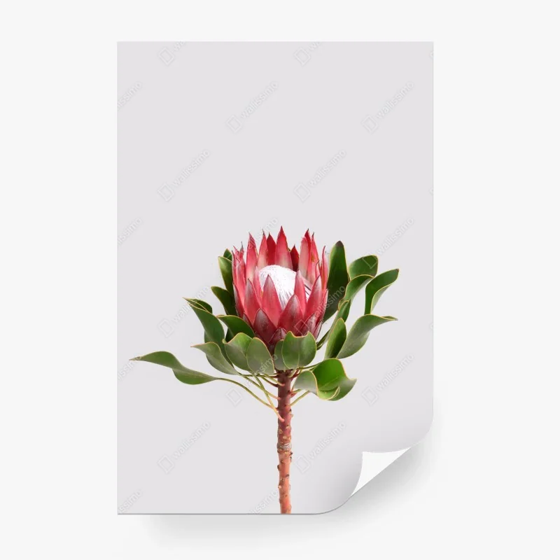 Fototapeta różowa protea na neutralnym tle