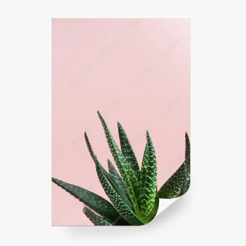 Fototapeta zielony aloes na różowym tle