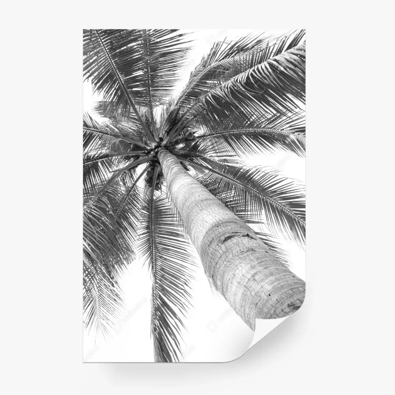 Fototapeta monochromatyczna palma z perspektywy