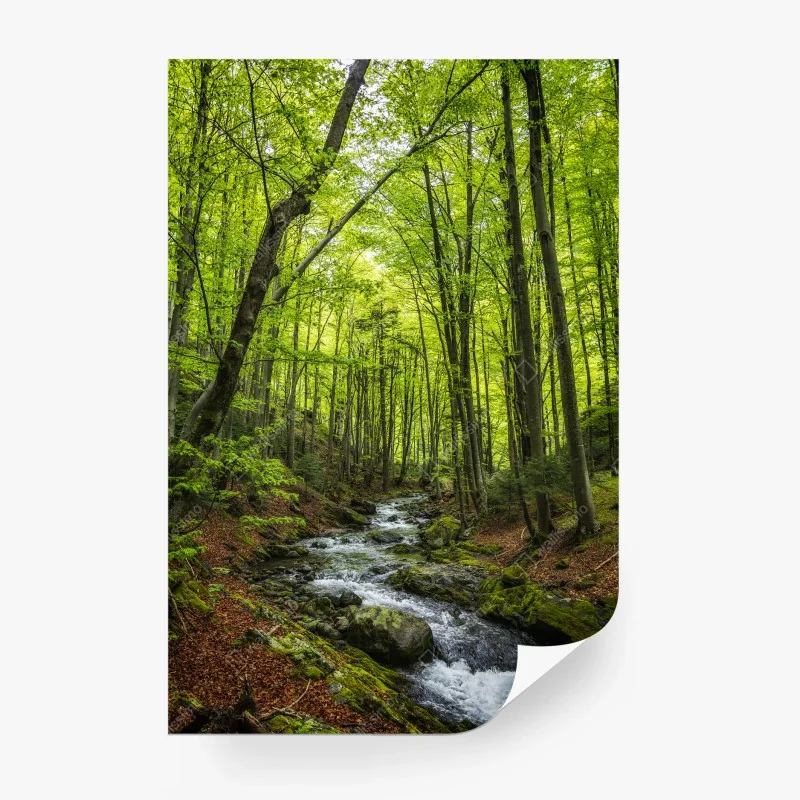 Fototapeta spokojny leśny strumień