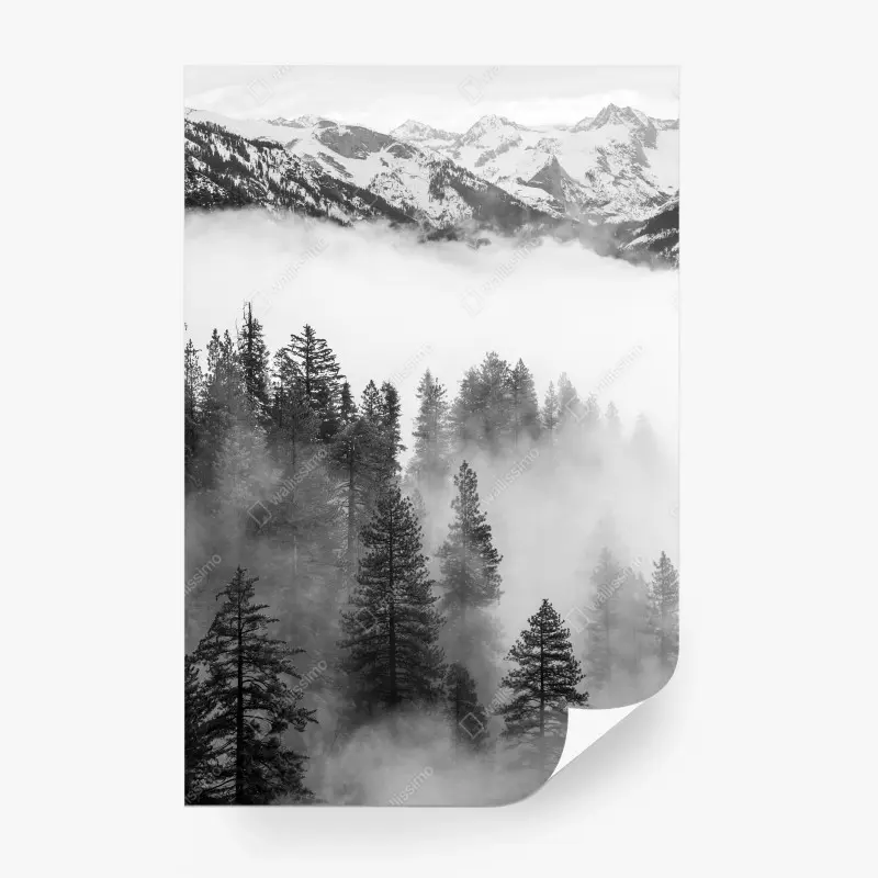 Fototapeta mglisty las Giant Forest, Sequoia National Park