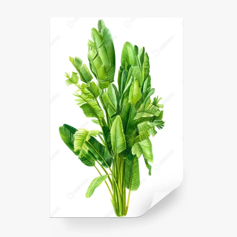 Fototapeta tropikalne liście bananowca w akwareli
