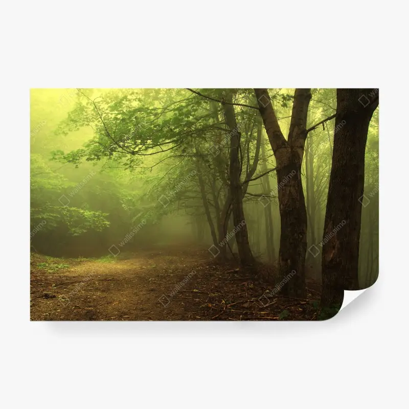 Fototapeta mistyczna leśna ścieżka we mgle