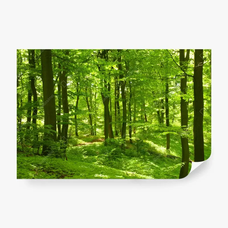 Fototapeta bujny zielony las