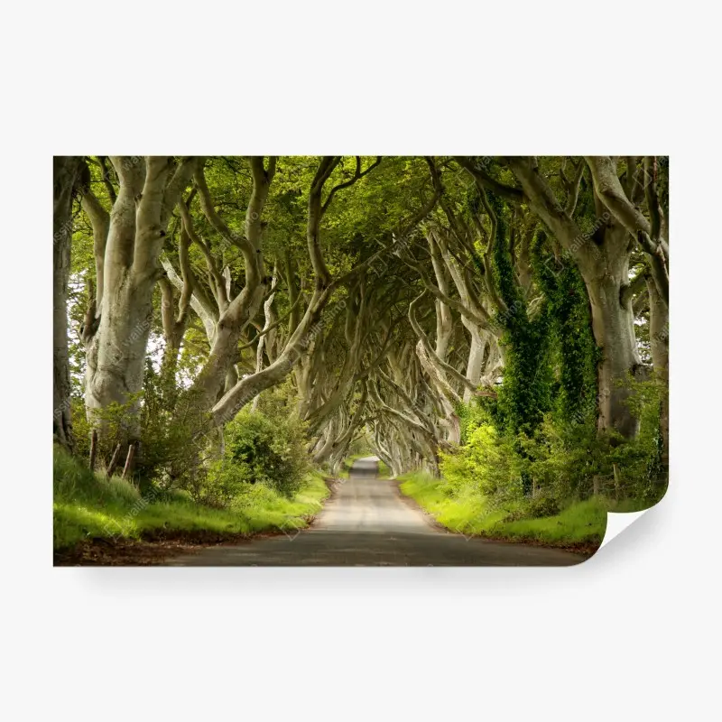 Fototapeta zaczarowany tunel bukowy