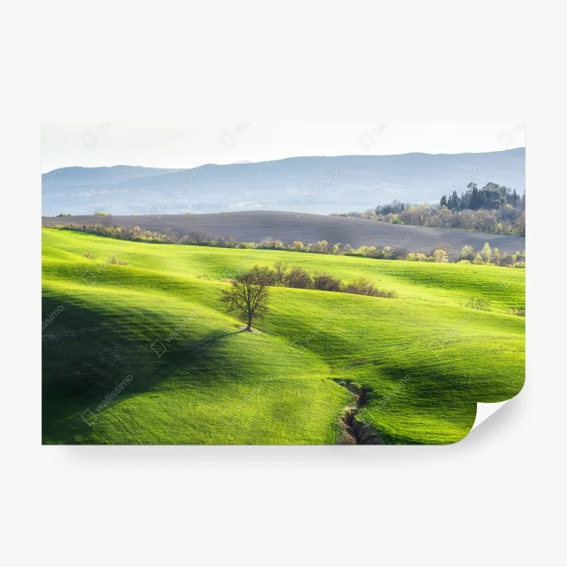 Fototapeta Toskania zielone pagórki