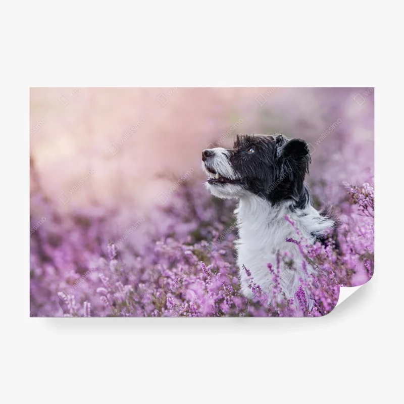 Fototapeta czarno-biały pies w kwitnących wrzosach