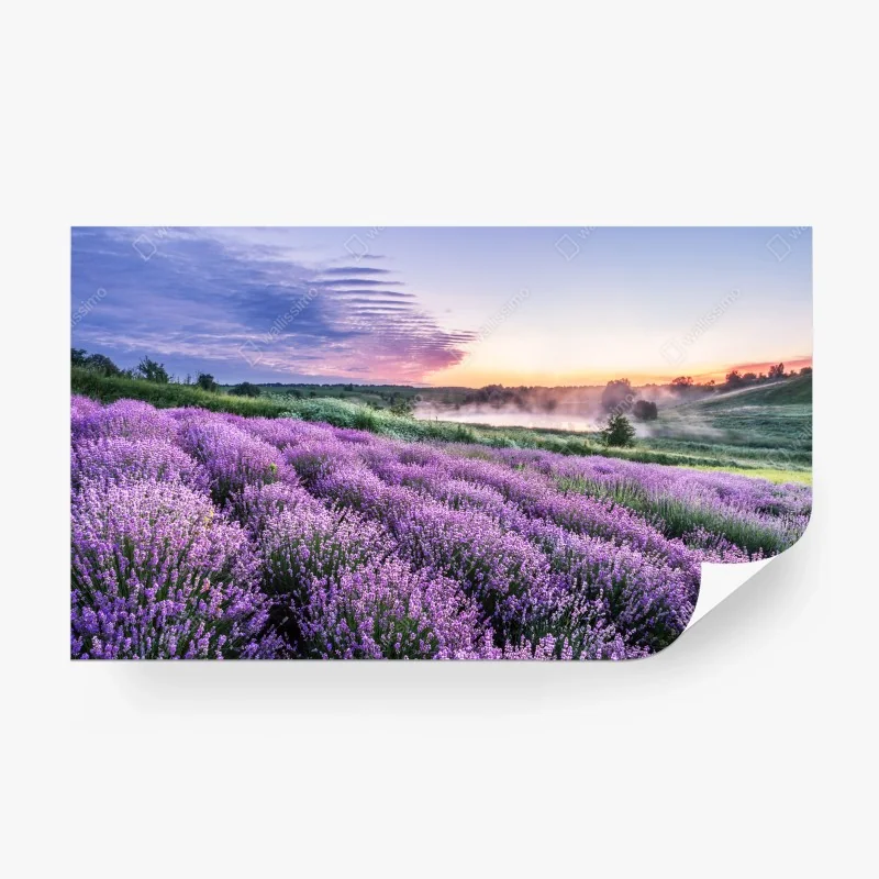 Fototapeta pole lawendy o świcie