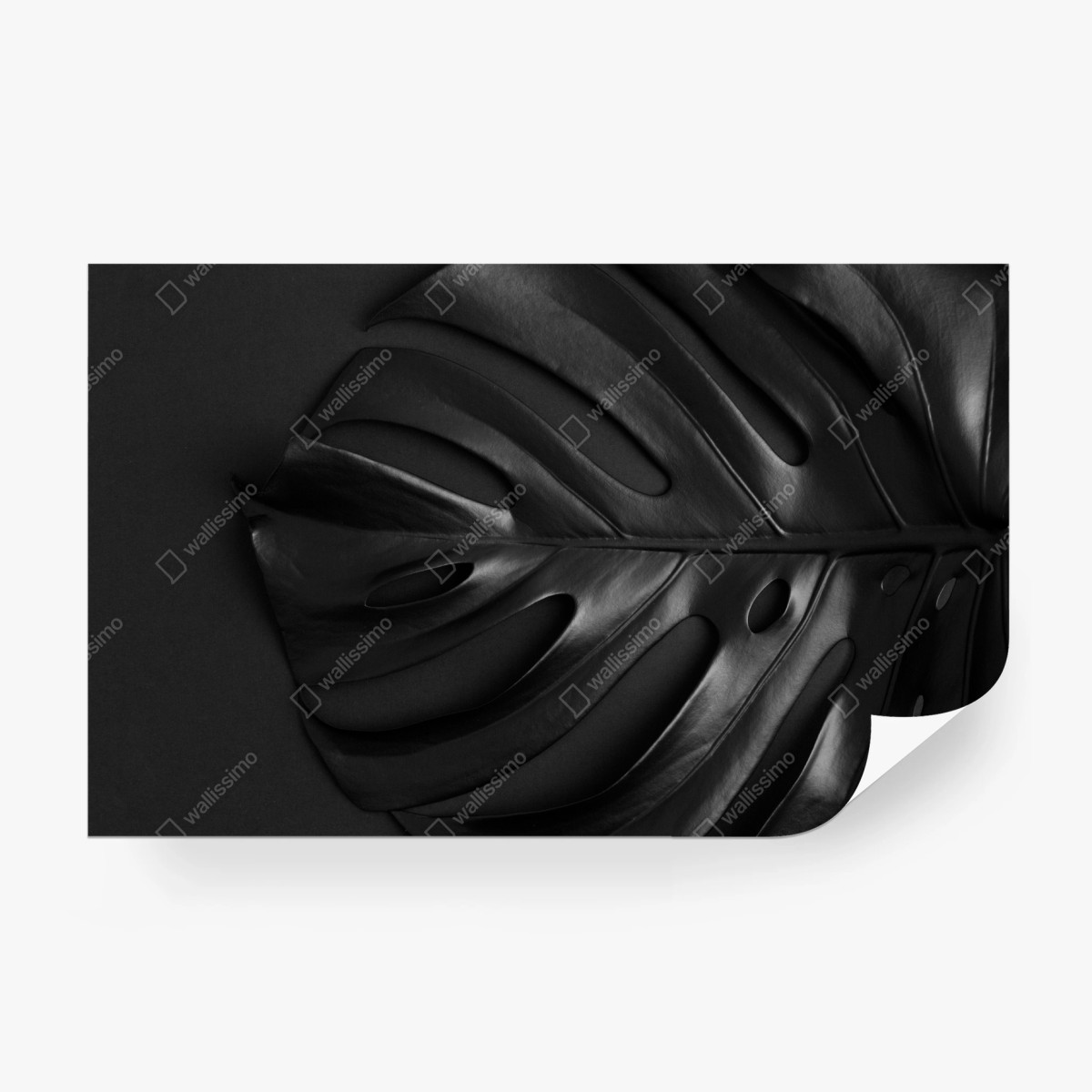 Fototapeta czarny liść monstery – Wallissimo®