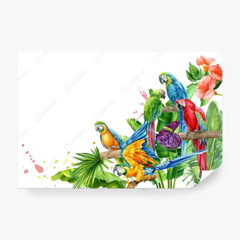 Fototapeta kolorowe tropikalne ary ilustracja