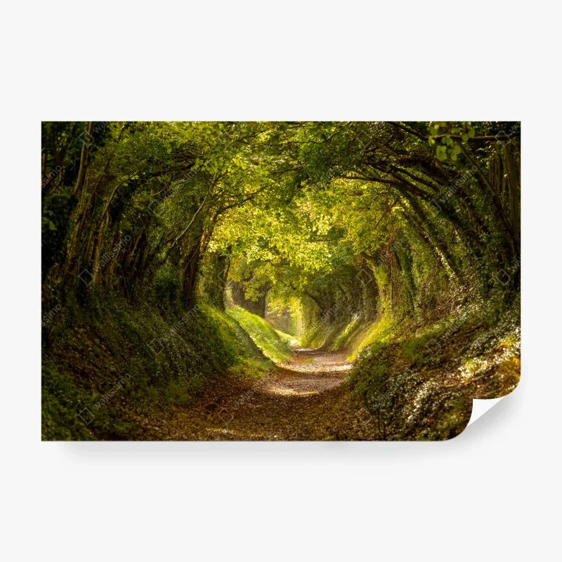 Fototapeta słoneczny leśny tunel