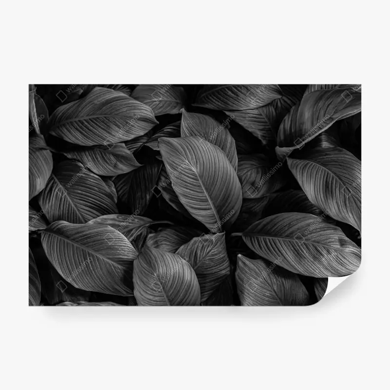 Fototapeta monochromatyczne tropikalne liście