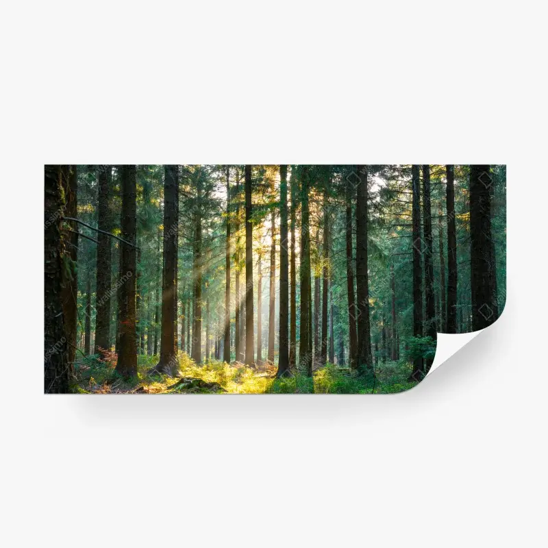 Fototapeta cichy las w promieniach słońca