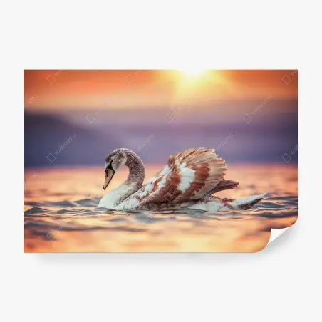 Fototapeta łabędź o zachodzie słońca – Wallissimo®