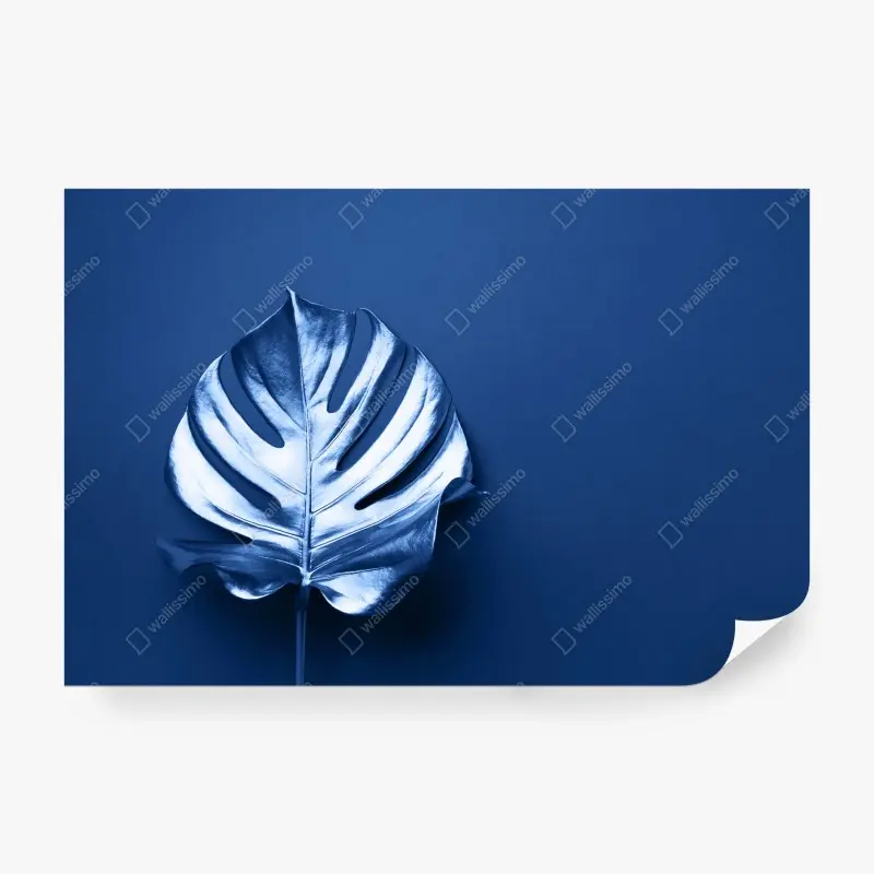 Fototapeta niebieski liść monstery minimalistyczna grafika