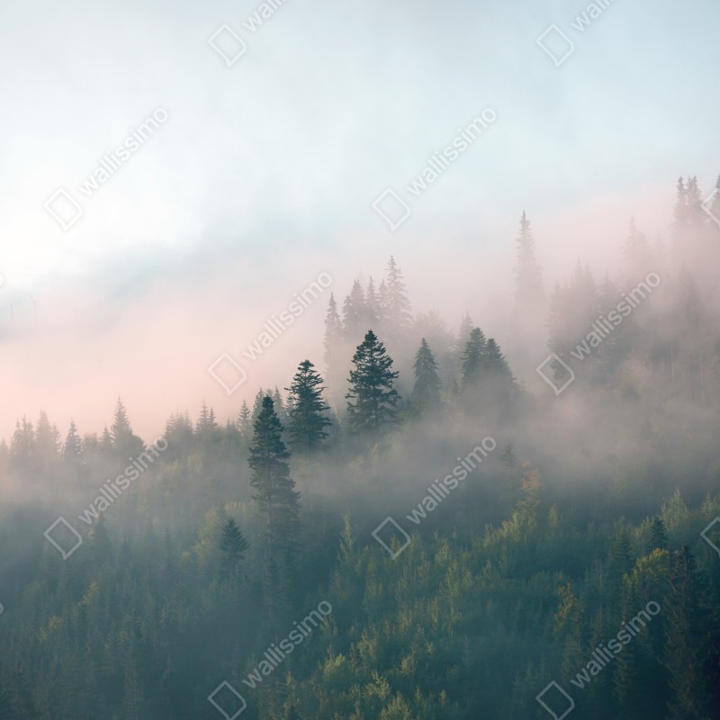 Naklejka na drzwi mglisty poranek w lesie – Wallissimo® Naklejka na drzwi mglisty poranek w lesie – Wallissimo®