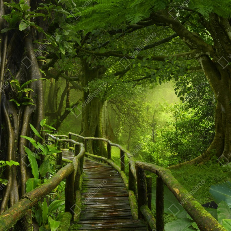Naklejka na drzwi mglista kładka w tropikalnej dżungli – Wallissimo® Naklejka na drzwi mglista kładka w tropikalnej dżungli – Wallissimo®