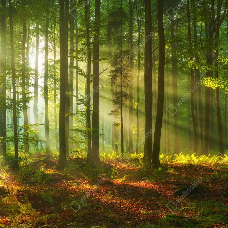 Naklejka na drzwi poranne światło w zielonym lesie – Wallissimo® Naklejka na drzwi poranne światło w zielonym lesie – Wallissimo®