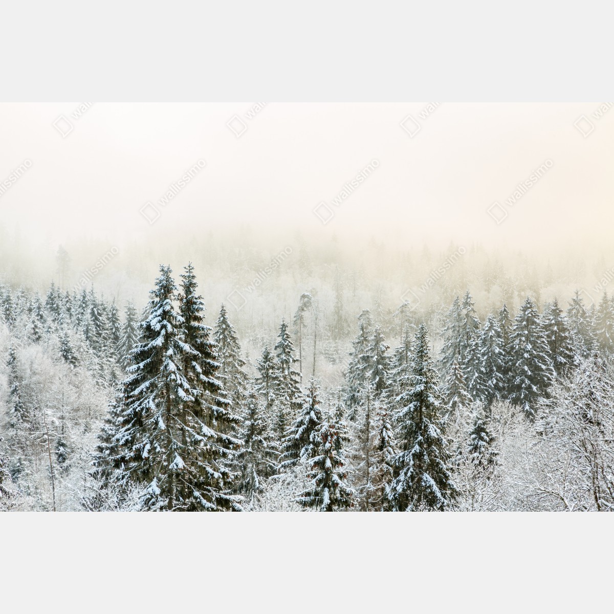 Naklejka na drzwi zimowy las w delikatnej mgle – Wallissimo® Naklejka na drzwi zimowy las w delikatnej mgle – Wallissimo®