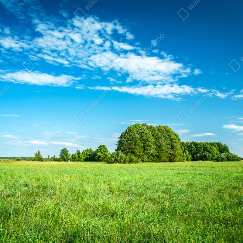 Naklejka na drzwi słoneczna zielona łąka pod niebieskim niebem – Wallissimo® Naklejka na drzwi słoneczna zielona łąka pod niebieskim niebem – Wallissimo®