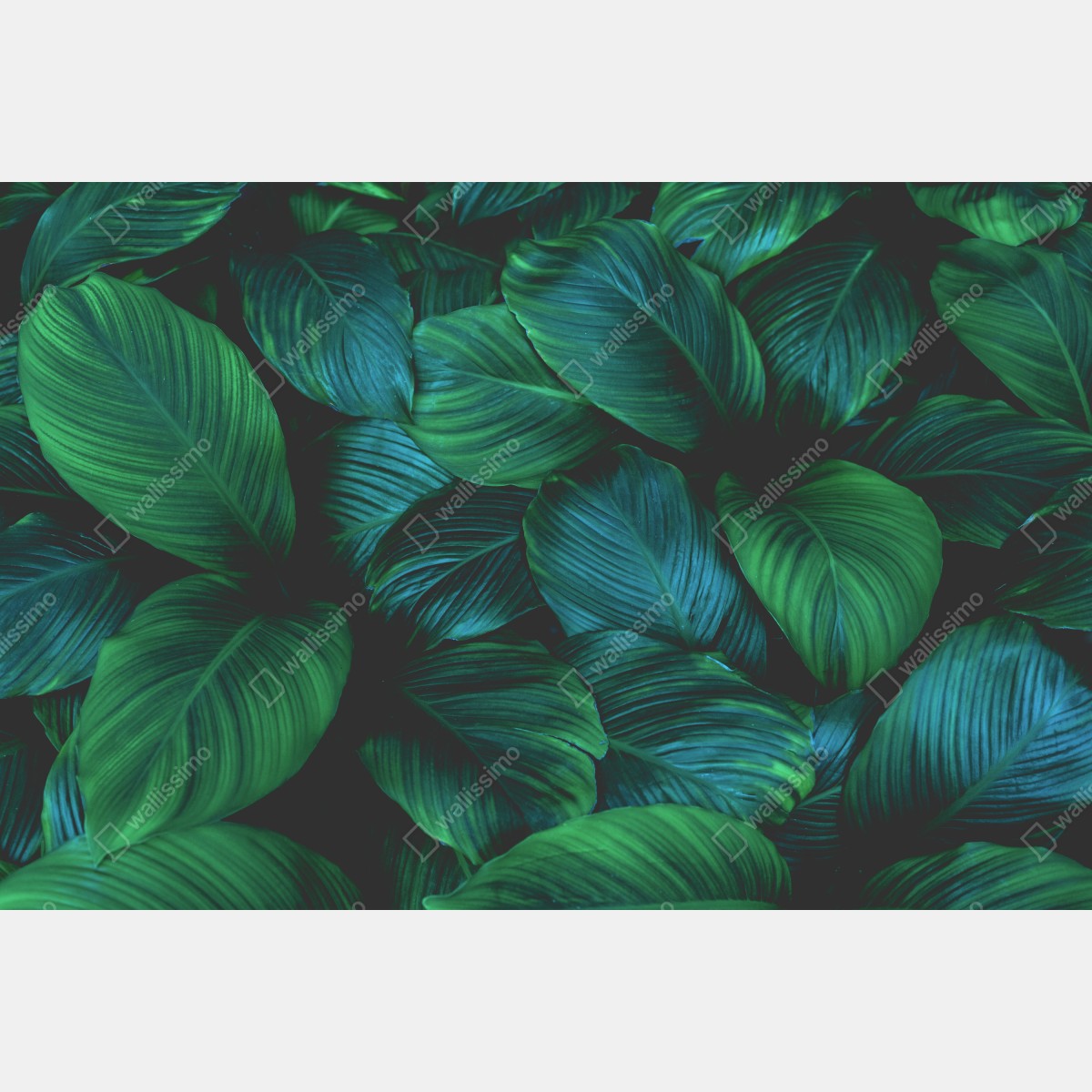 Naklejka na drzwi bujne tropikalne liście – Wallissimo® Naklejka na drzwi bujne tropikalne liście – Wallissimo®
