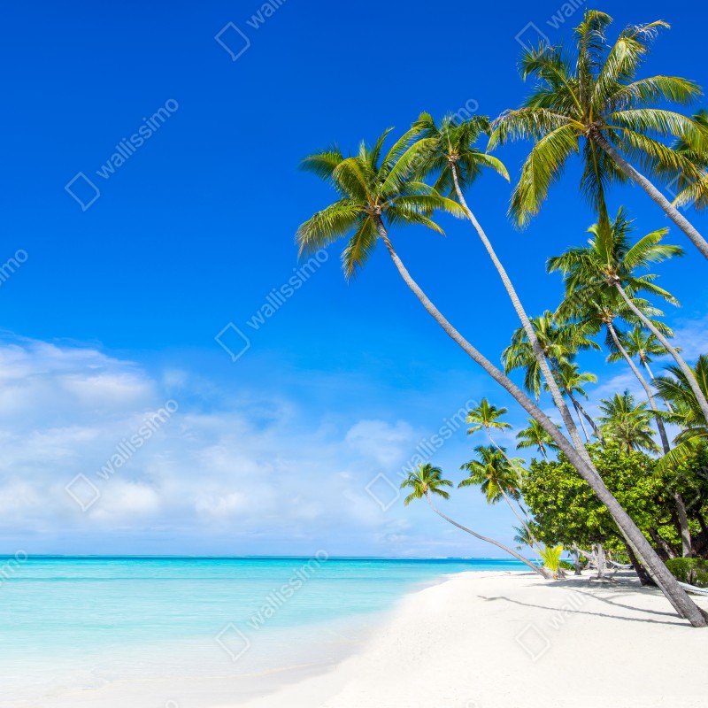 Naklejka na drzwi tropikalna plaża z palmami – Wallissimo® Naklejka na drzwi tropikalna plaża z palmami – Wallissimo®