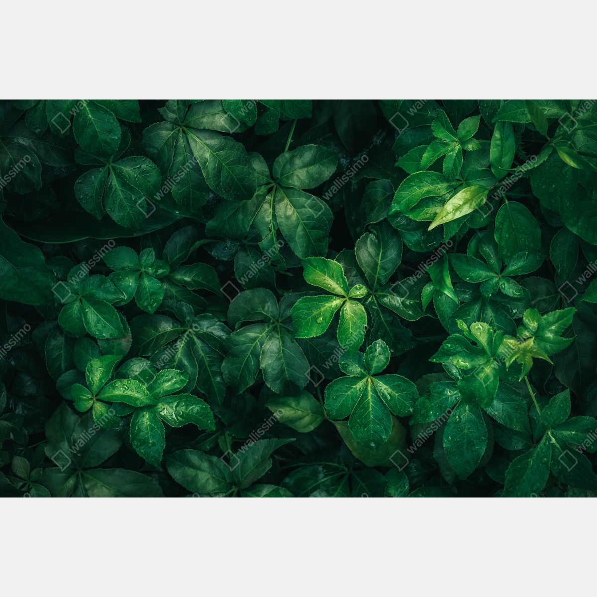 Naklejka na drzwi bujne tropikalne zielone liście – Wallissimo® Naklejka na drzwi bujne tropikalne zielone liście – Wallissimo®