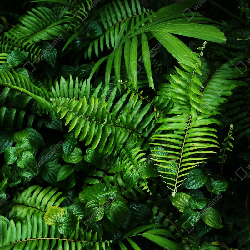 Naklejka na drzwi bujne tropikalne liście paproci – Wallissimo® Naklejka na drzwi bujne tropikalne liście paproci – Wallissimo®