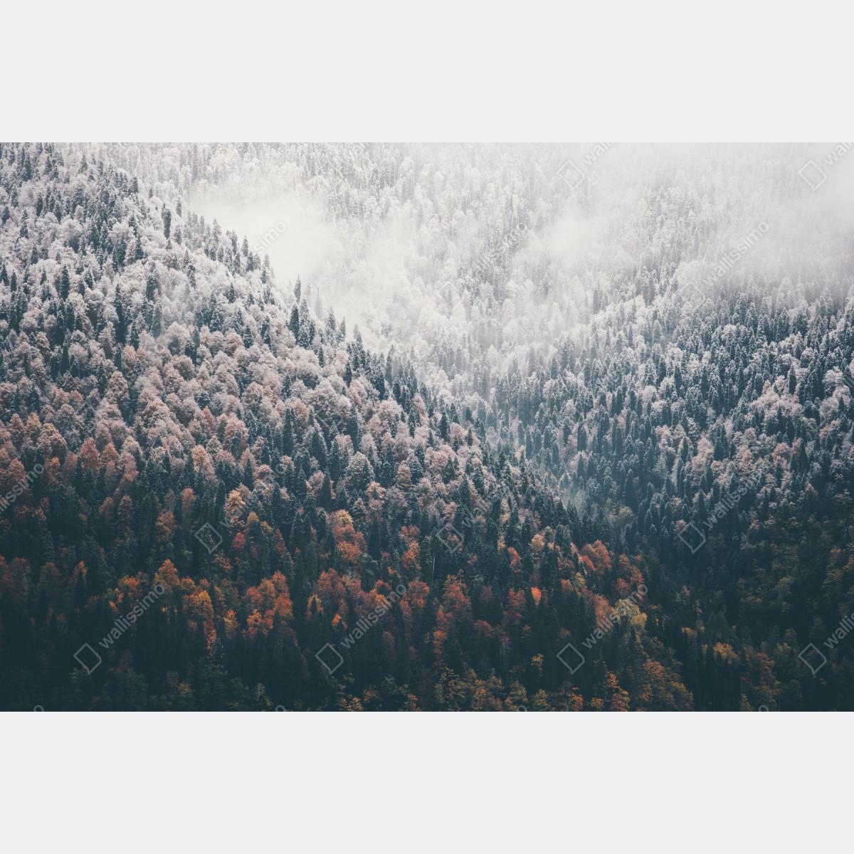 Naklejka na drzwi mglisty jesienny las na śnieżnej górze – Wallissimo® Naklejka na drzwi mglisty jesienny las na śnieżnej górze – Wallissimo®