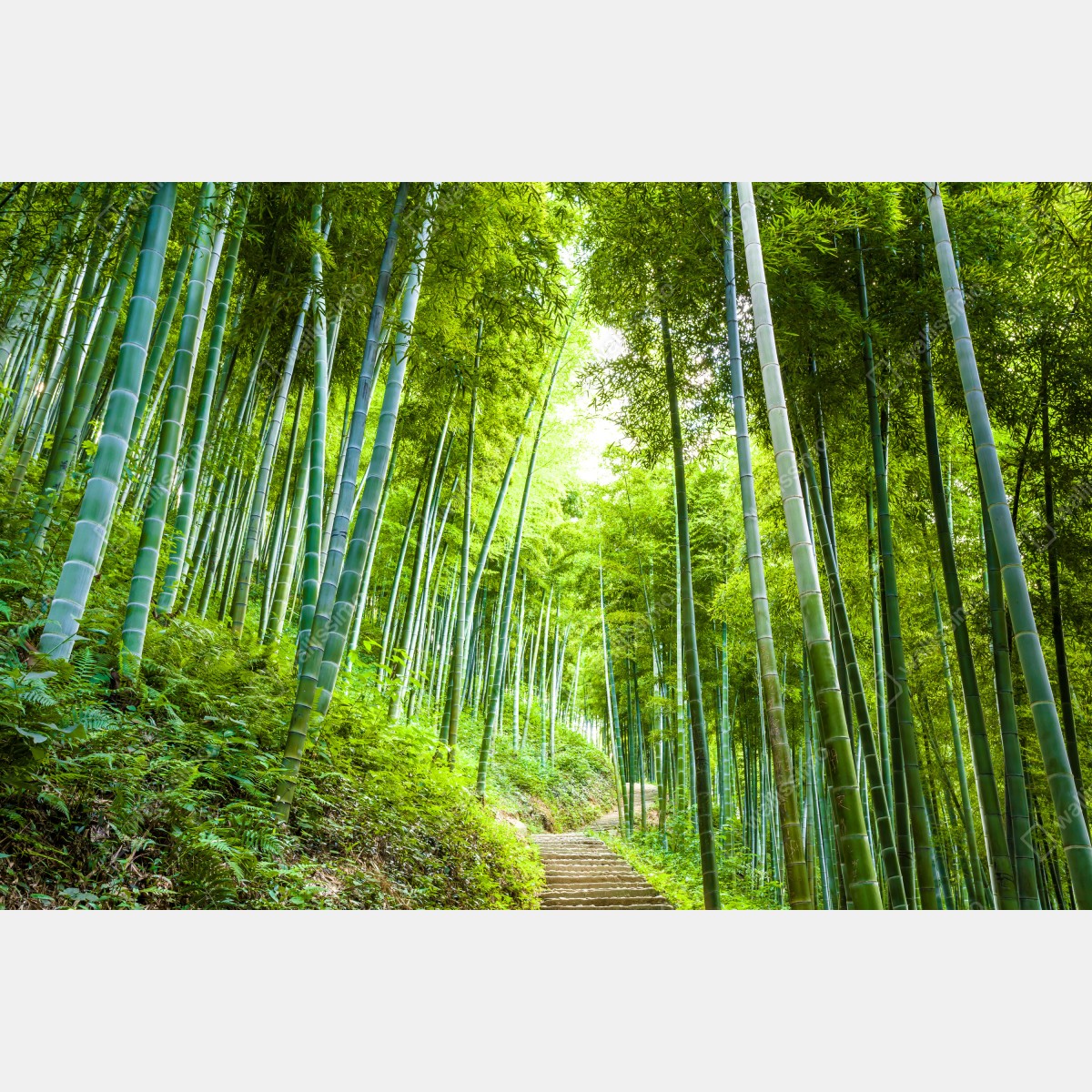 Naklejka na drzwi spokojna ścieżka w bambusowym lesie – Wallissimo® Naklejka na drzwi spokojna ścieżka w bambusowym lesie – Wallissimo®