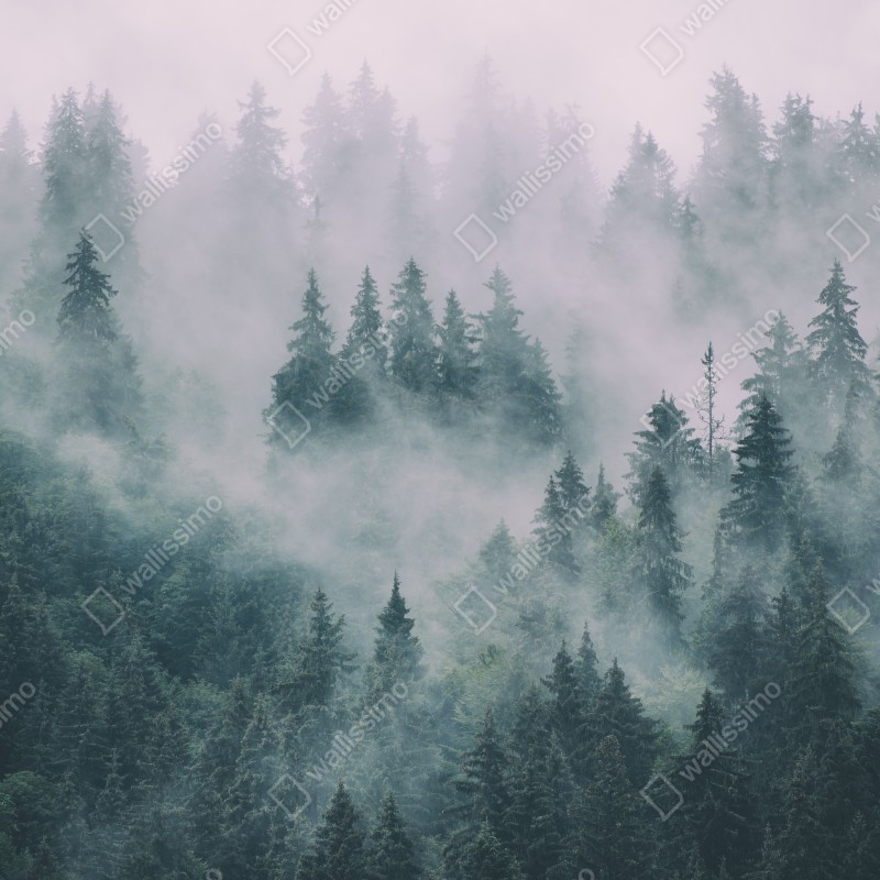 Naklejka na drzwi mglisty las iglasty – Wallissimo® Naklejka na drzwi mglisty las iglasty – Wallissimo®