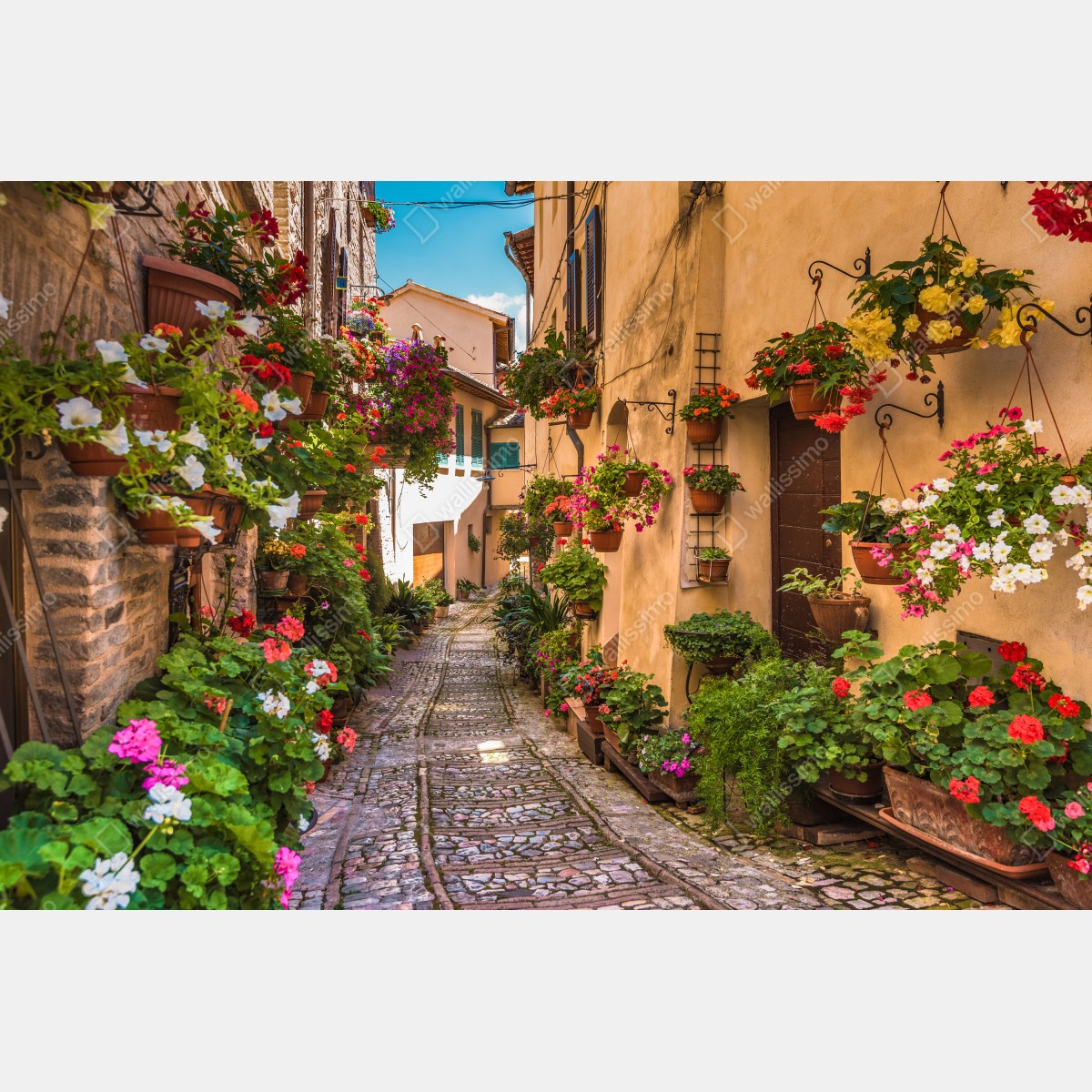 Naklejka na drzwi słoneczna kwiatowa alejka w Umbrii – Wallissimo® Naklejka na drzwi słoneczna kwiatowa alejka w Umbrii – Wallissimo®