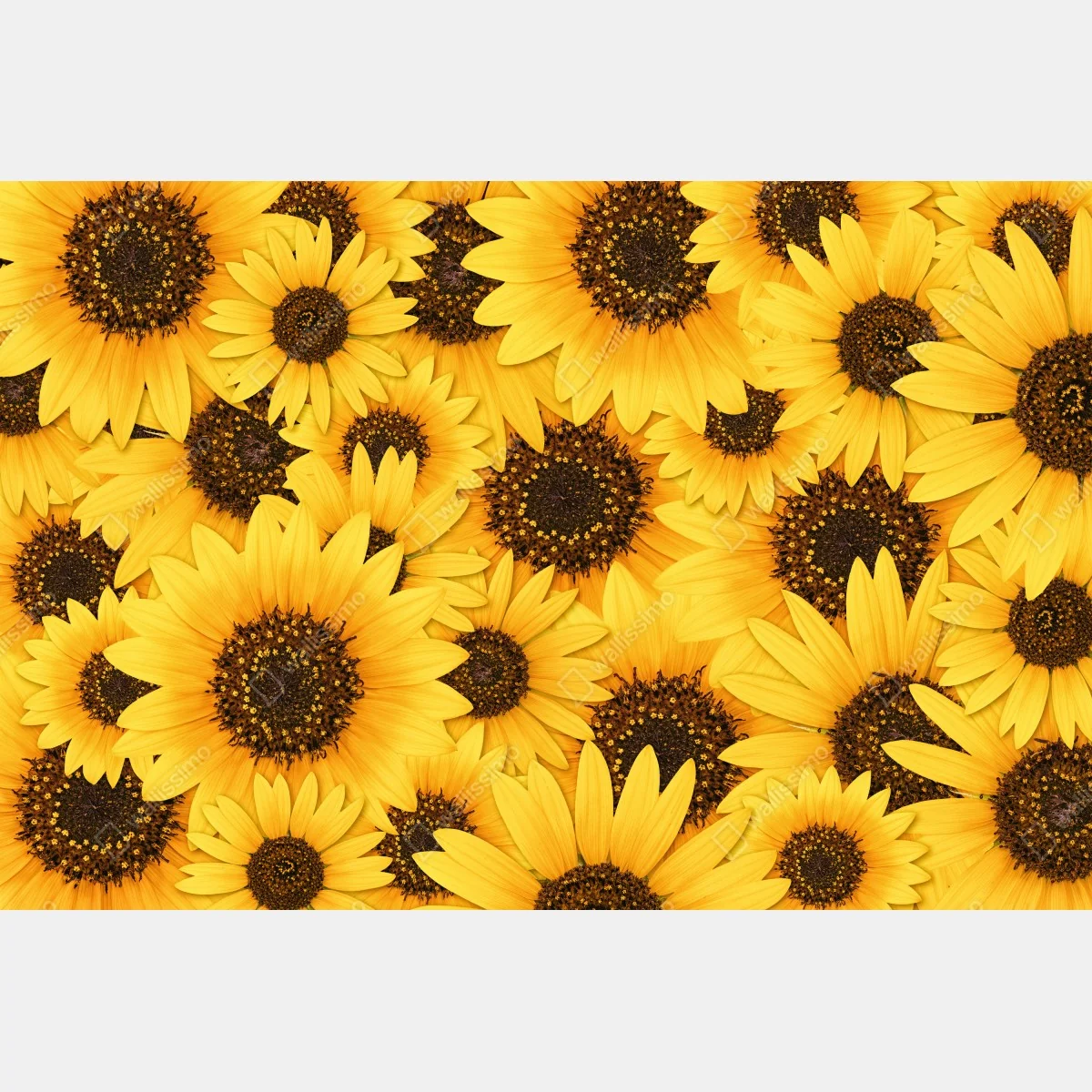 Naklejka na drzwi złote słoneczniki – Wallissimo® Naklejka na drzwi złote słoneczniki – Wallissimo®