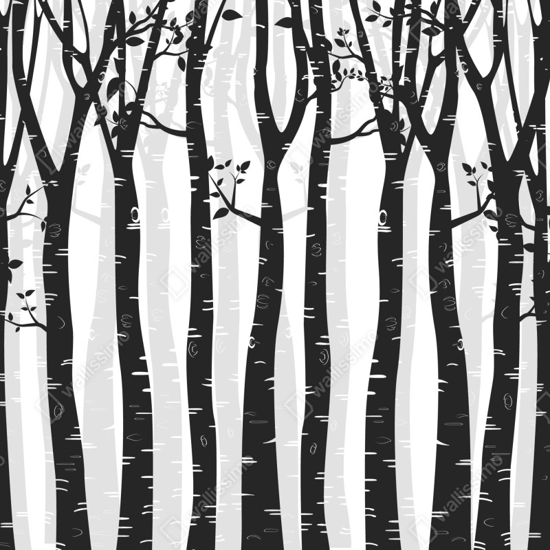 Fototapeta monochromatyczny las brzóz – Wallissimo® Fototapeta monochromatyczny las brzóz – Wallissimo®