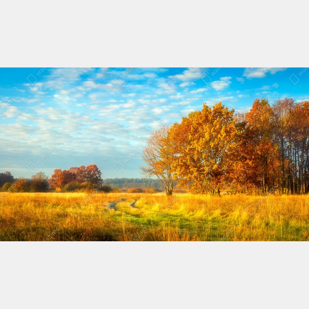 Fototapeta złota jesienna łąka – Wallissimo® Fototapeta złota jesienna łąka – Wallissimo®