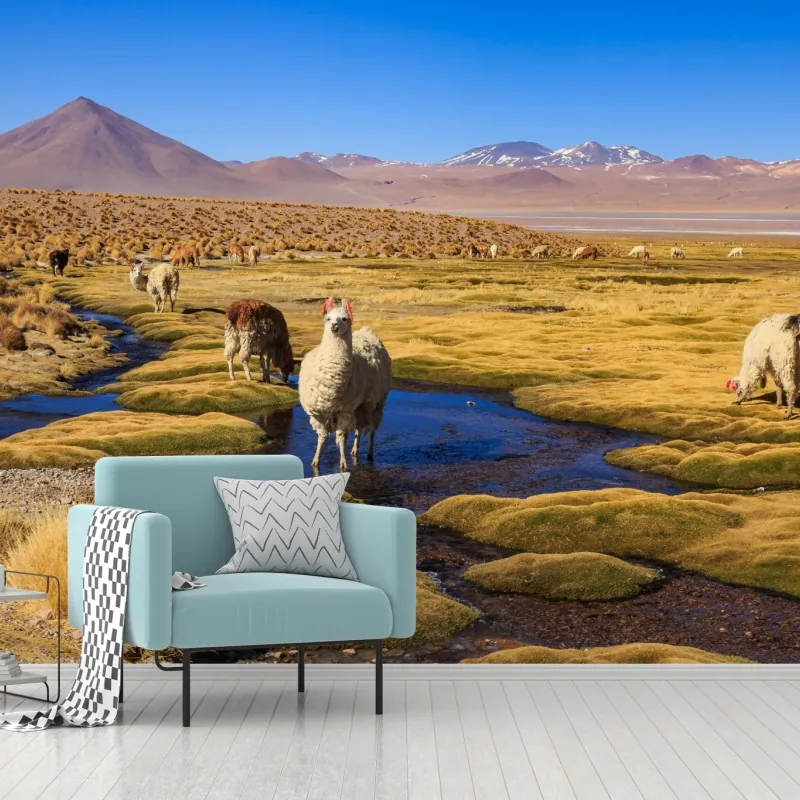 Fototapeta lamy na Altiplano