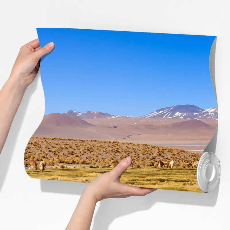 Fototapeta lamy na Altiplano – Wallissimo® Fototapeta lamy na Altiplano – Wallissimo®