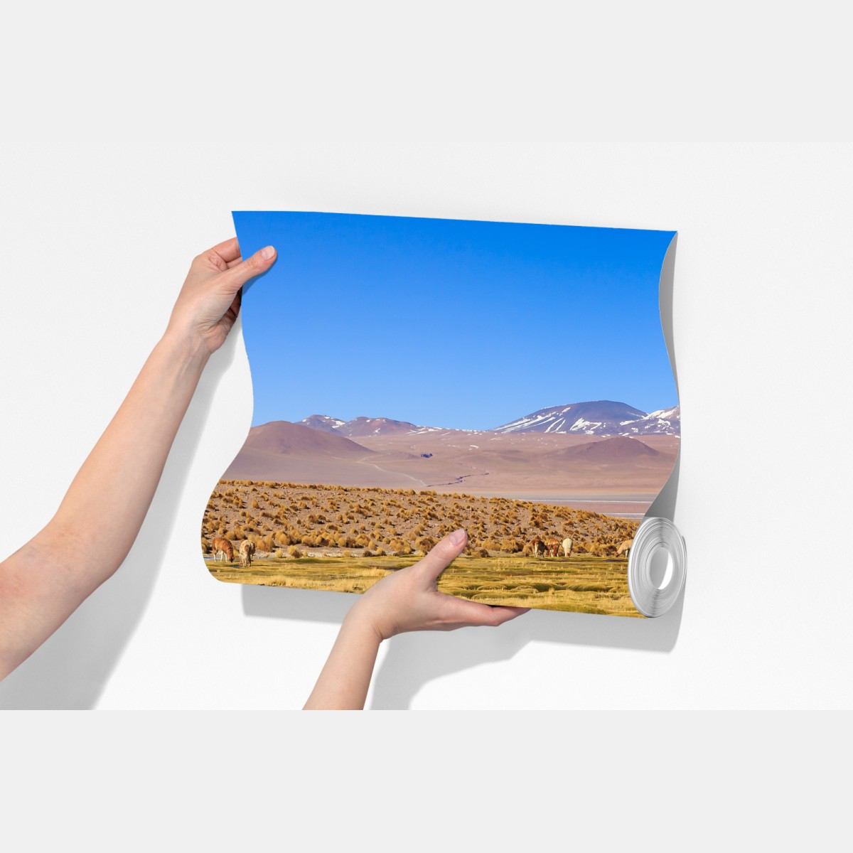 Fototapeta lamy na Altiplano – Wallissimo® Fototapeta lamy na Altiplano – Wallissimo®