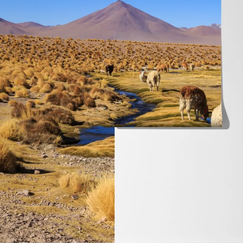 Fototapeta lamy na Altiplano – Wallissimo® Fototapeta lamy na Altiplano – Wallissimo®