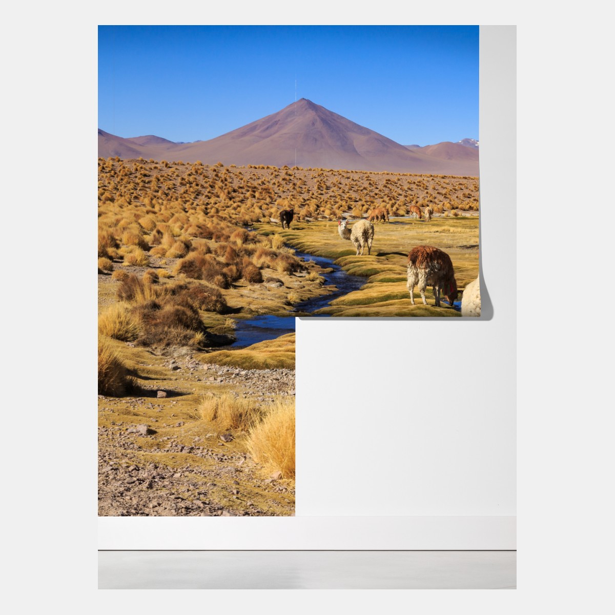 Fototapeta lamy na Altiplano – Wallissimo® Fototapeta lamy na Altiplano – Wallissimo®