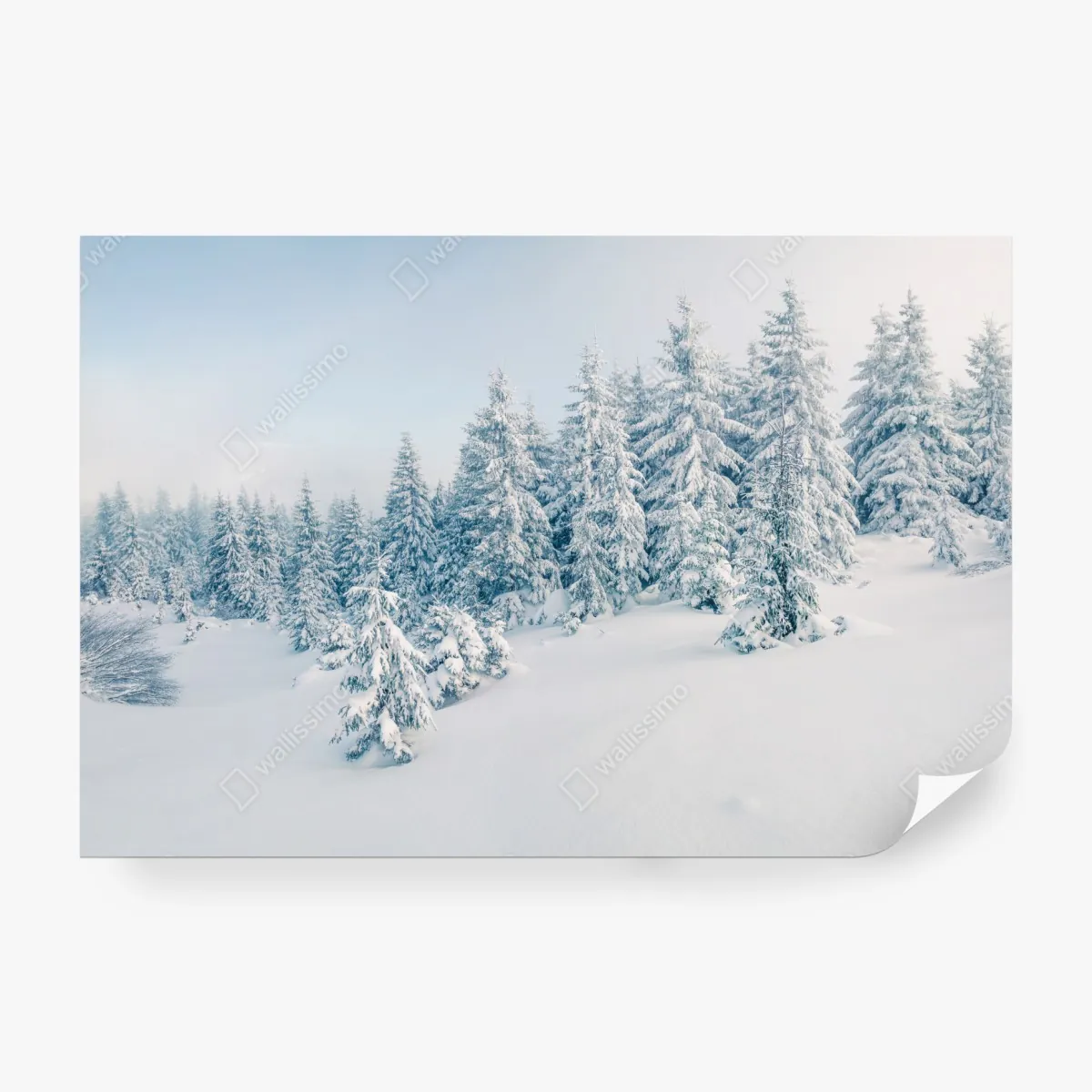 Fototapeta zimowa panorama lasu z zaśnieżonymi jodłami – Wallissimo® Fototapeta zimowa panorama lasu z zaśnieżonymi jodłami – Wallissimo®