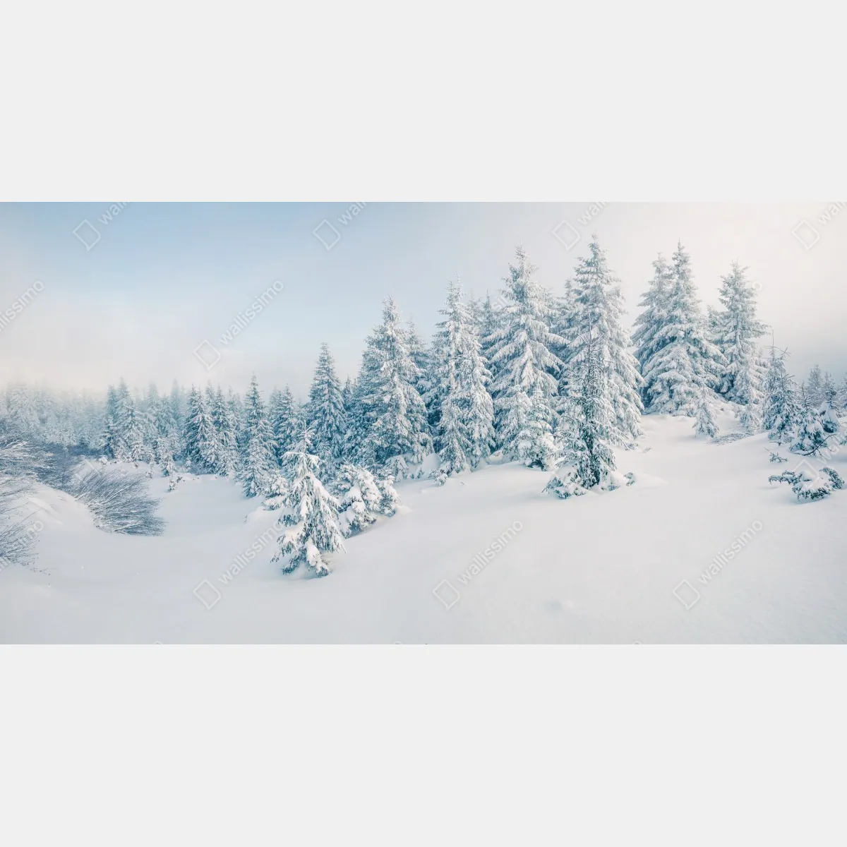 Fototapeta zimowa panorama lasu z zaśnieżonymi jodłami – Wallissimo® Fototapeta zimowa panorama lasu z zaśnieżonymi jodłami – Wallissimo®