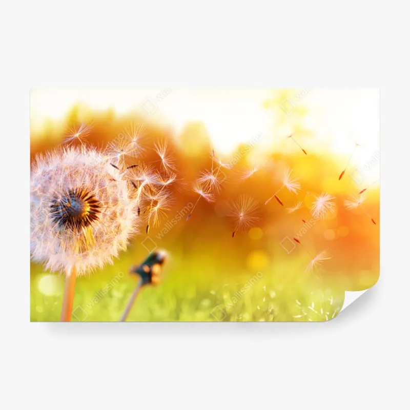 Fototapeta złoty dmuchawiec o zachodzie słońca