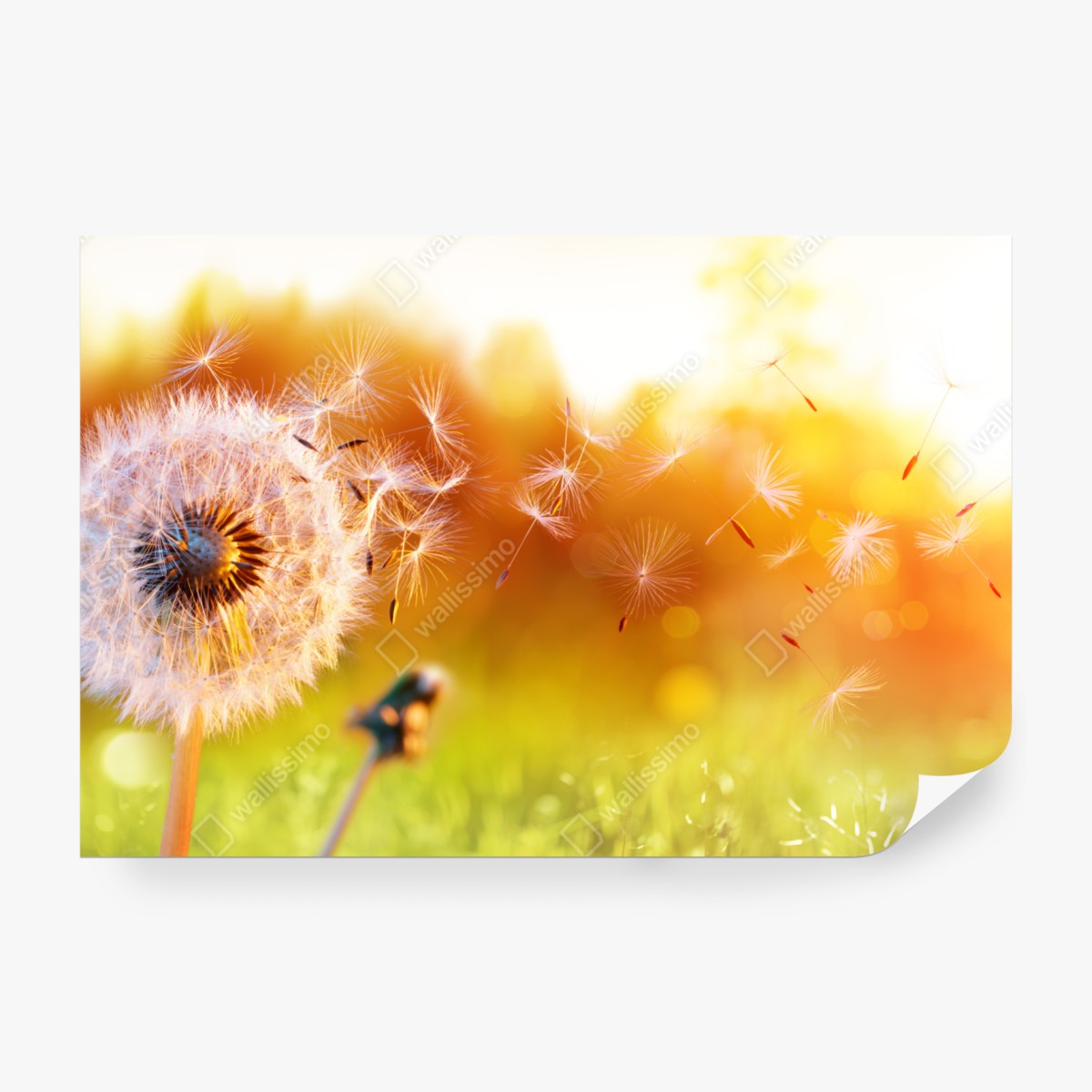 Fototapeta złoty dmuchawiec o zachodzie słońca – Wallissimo® Fototapeta złoty dmuchawiec o zachodzie słońca – Wallissimo®