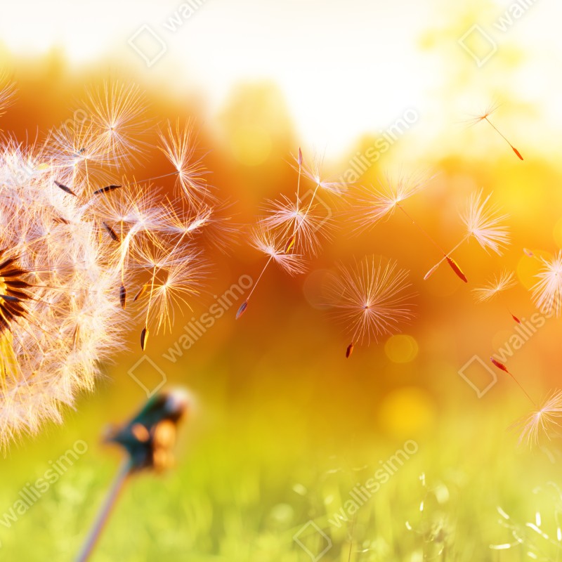 Fototapeta złoty dmuchawiec o zachodzie słońca – Wallissimo® Fototapeta złoty dmuchawiec o zachodzie słońca – Wallissimo®