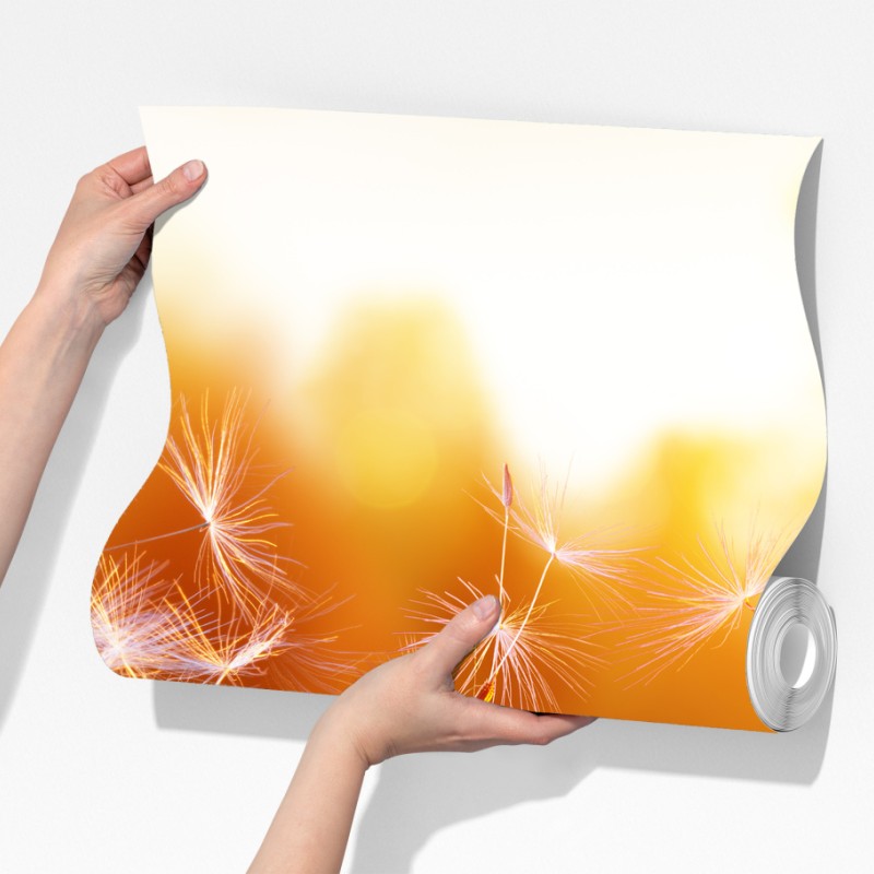 Fototapeta złoty dmuchawiec o zachodzie słońca – Wallissimo® Fototapeta złoty dmuchawiec o zachodzie słońca – Wallissimo®