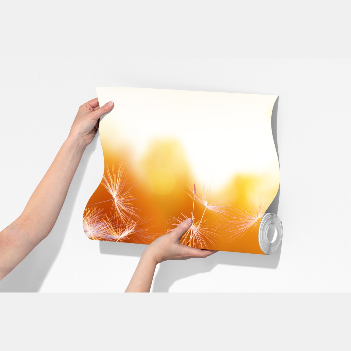 Fototapeta złoty dmuchawiec o zachodzie słońca – Wallissimo® Fototapeta złoty dmuchawiec o zachodzie słońca – Wallissimo®