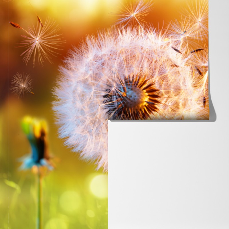 Fototapeta złoty dmuchawiec o zachodzie słońca – Wallissimo® Fototapeta złoty dmuchawiec o zachodzie słońca – Wallissimo®