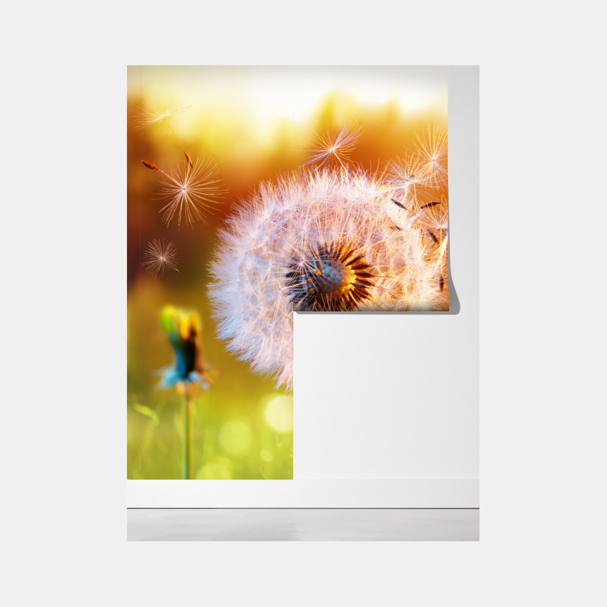 Fototapeta złoty dmuchawiec o zachodzie słońca – Wallissimo® Fototapeta złoty dmuchawiec o zachodzie słońca – Wallissimo®